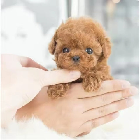 Realistic Robot Puppy 2.0 Upgrade (URBAN LANE GOODS LLC - AL)